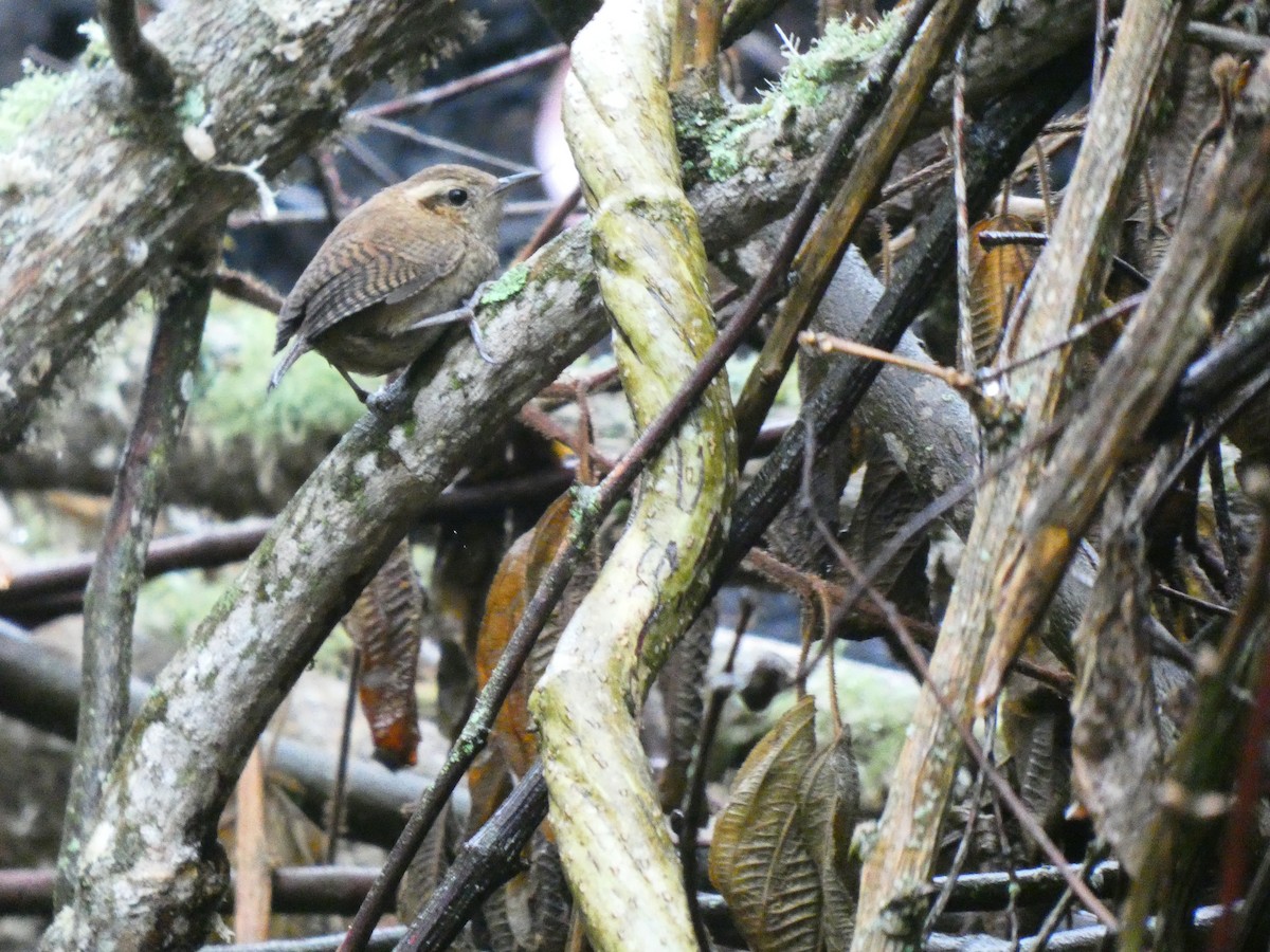Mountain Wren - ML644519793