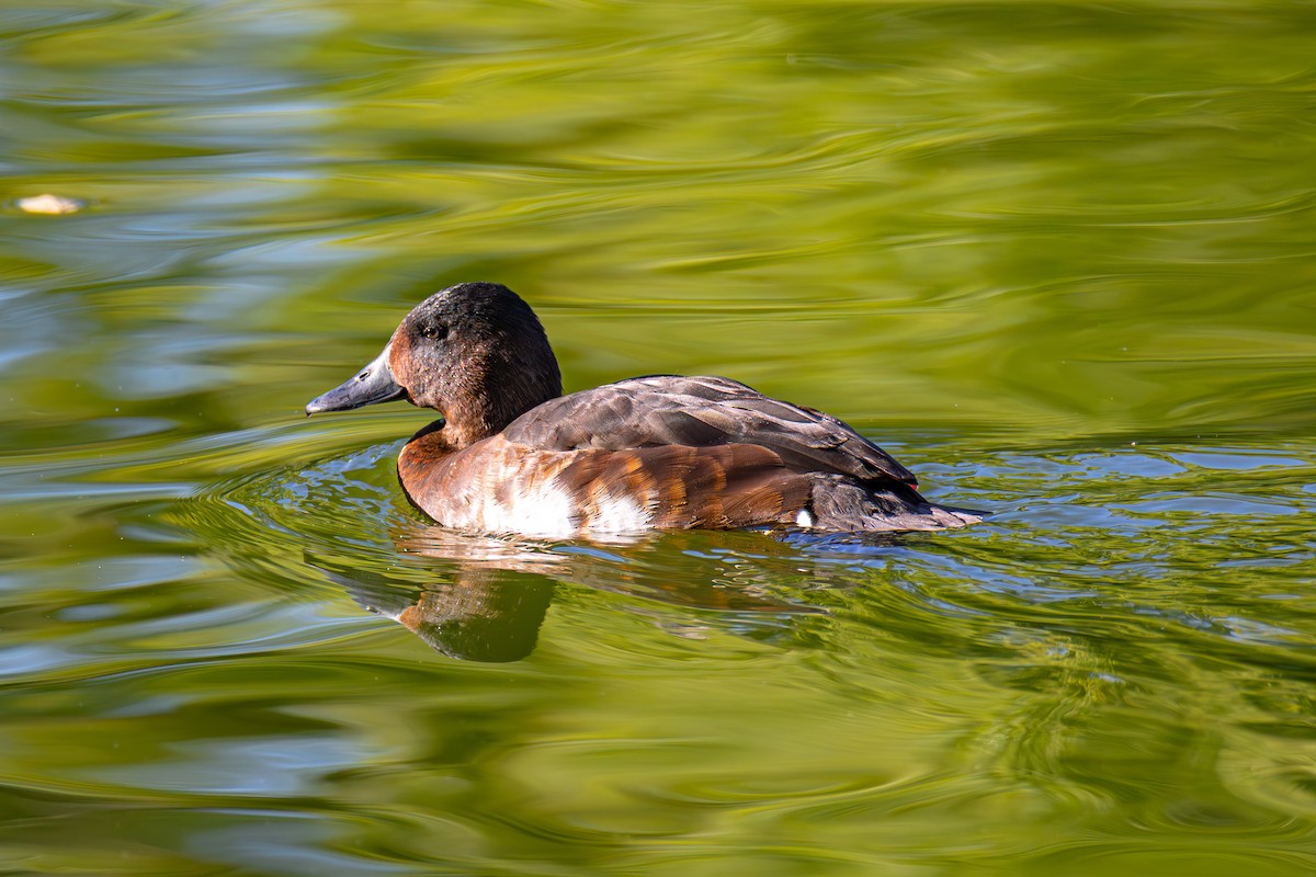 Baer's Pochard - ML644519796
