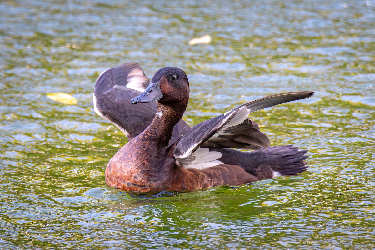 Baer's Pochard - ML644519797