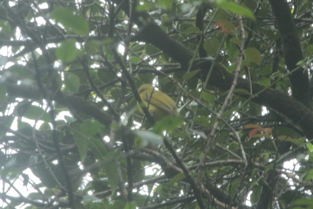 Yellow-browed Bulbul - ML644519799