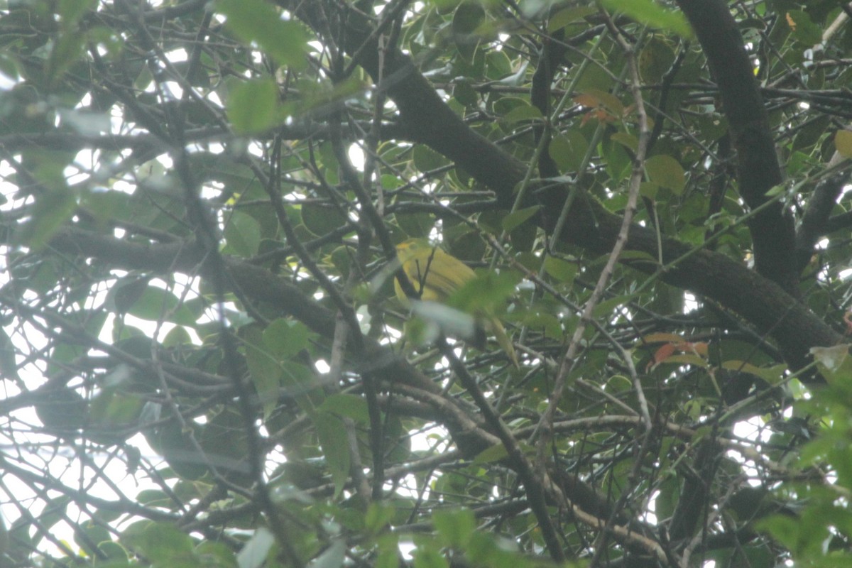 Yellow-browed Bulbul - ML644519800
