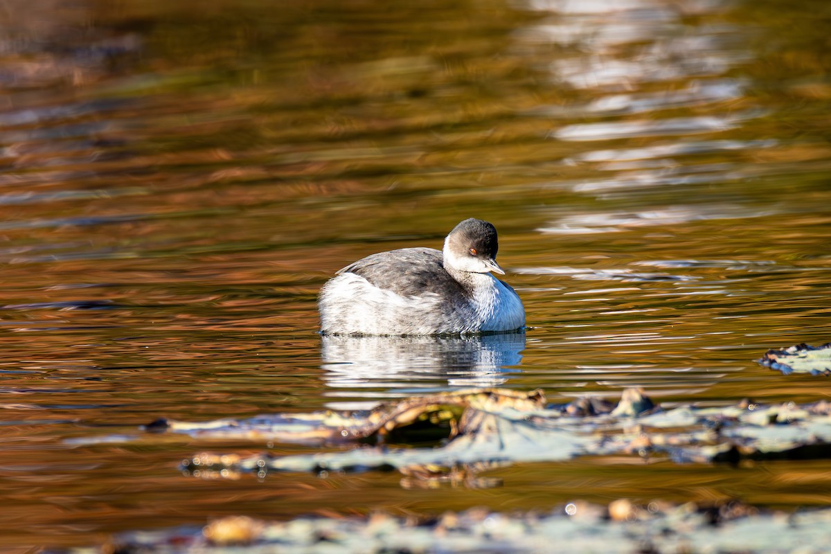 Eared Grebe - ML644519808