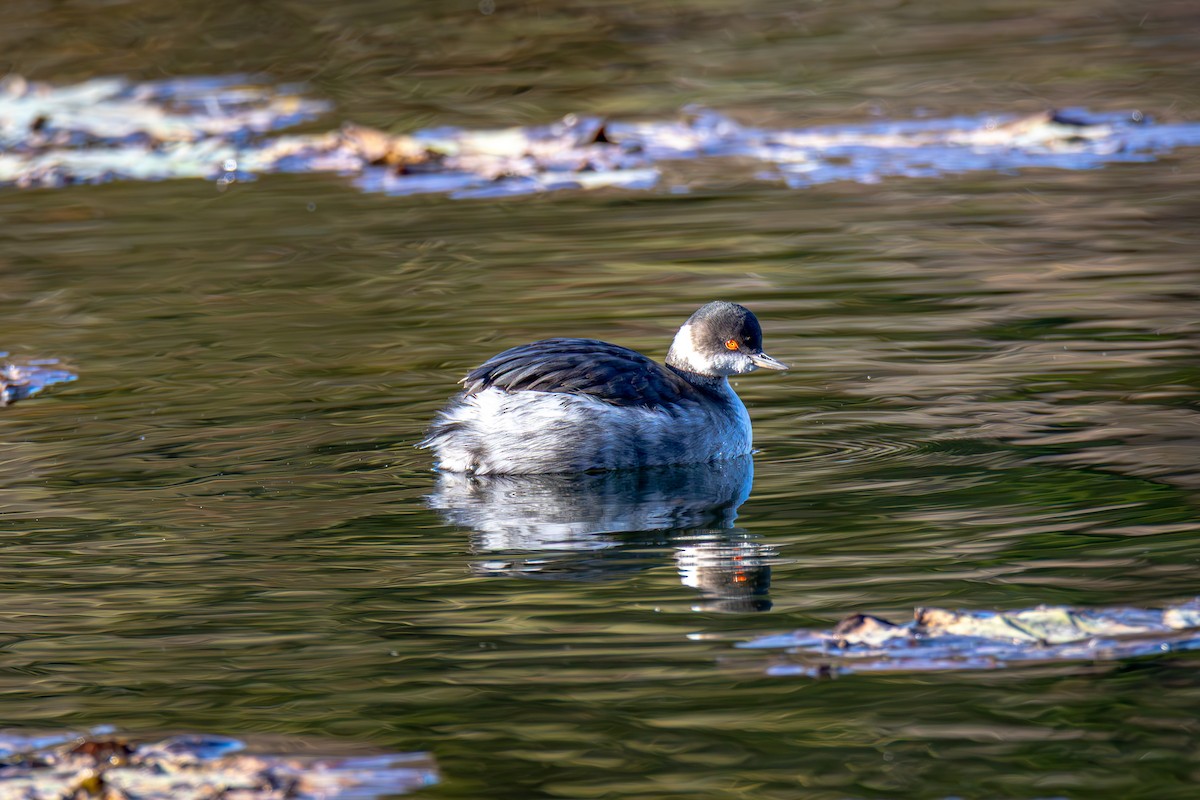 Eared Grebe - ML644519809