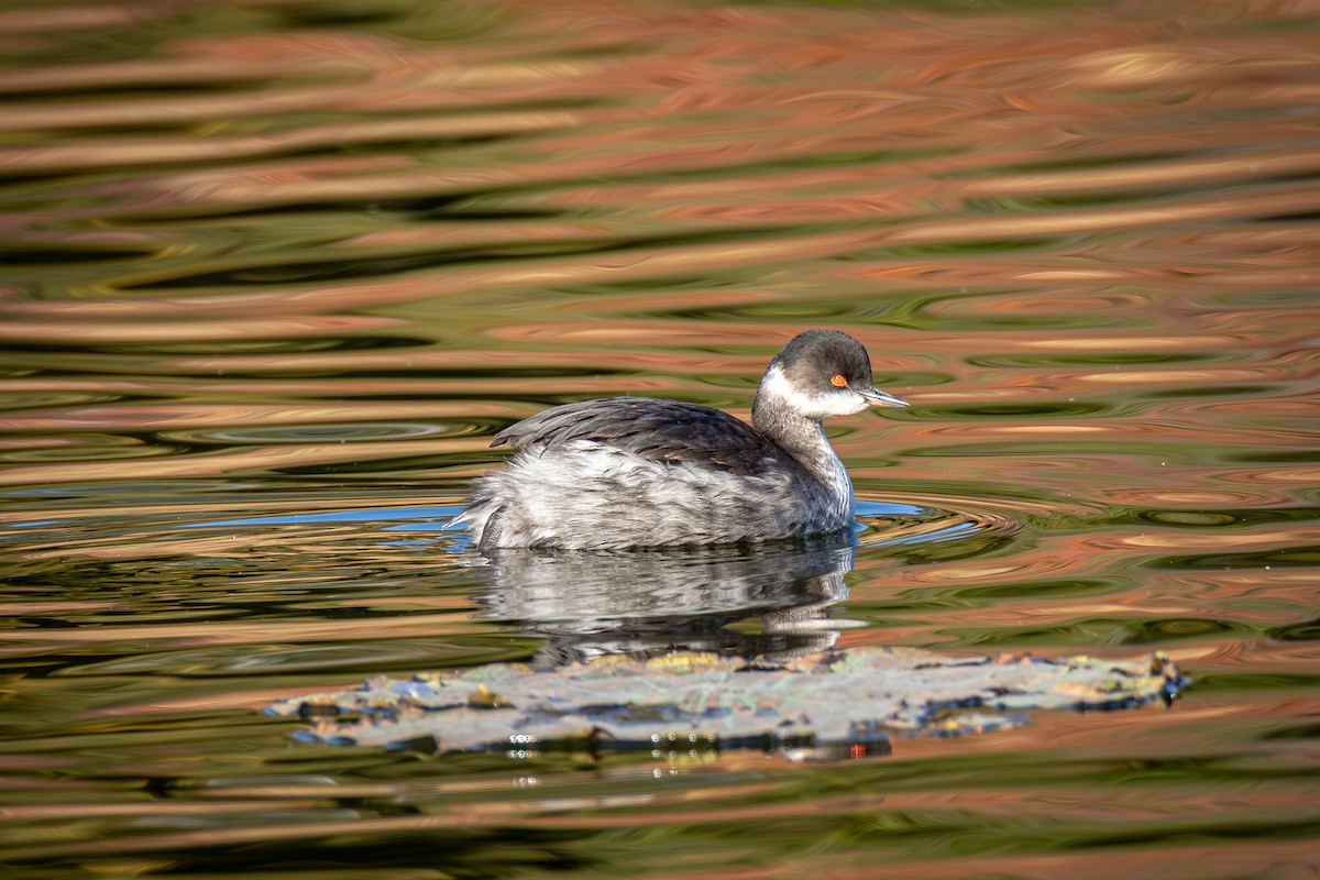 Eared Grebe - ML644519811