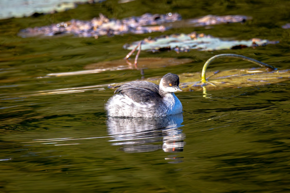 Eared Grebe - ML644519812