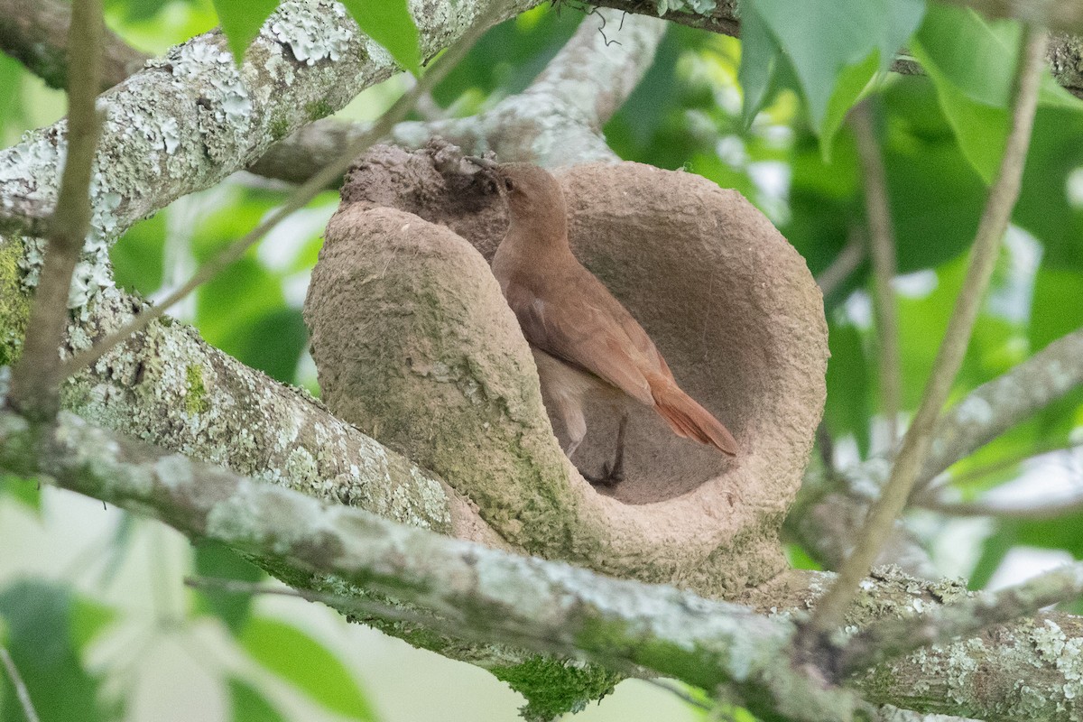 Pas Rengi Çömlekçikuşu - ML644519813