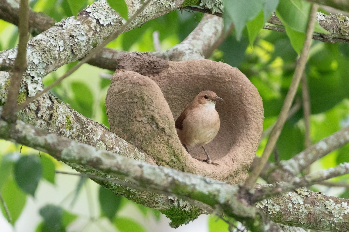 Pas Rengi Çömlekçikuşu - ML644519814