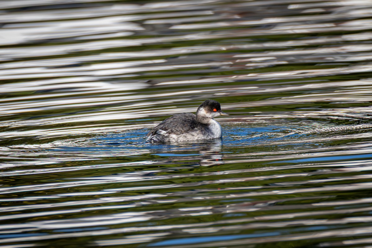 Eared Grebe - ML644519816