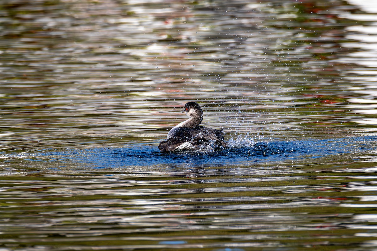 Eared Grebe - ML644519817