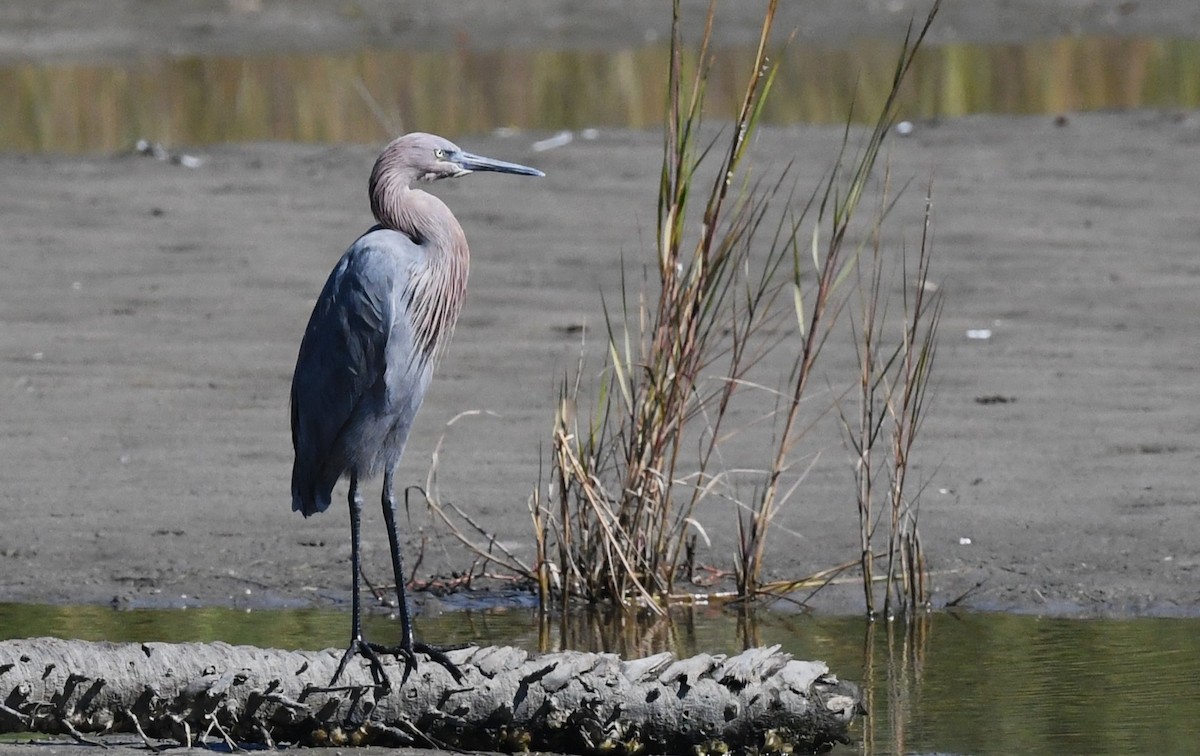 Reddish Egret - ML644519818