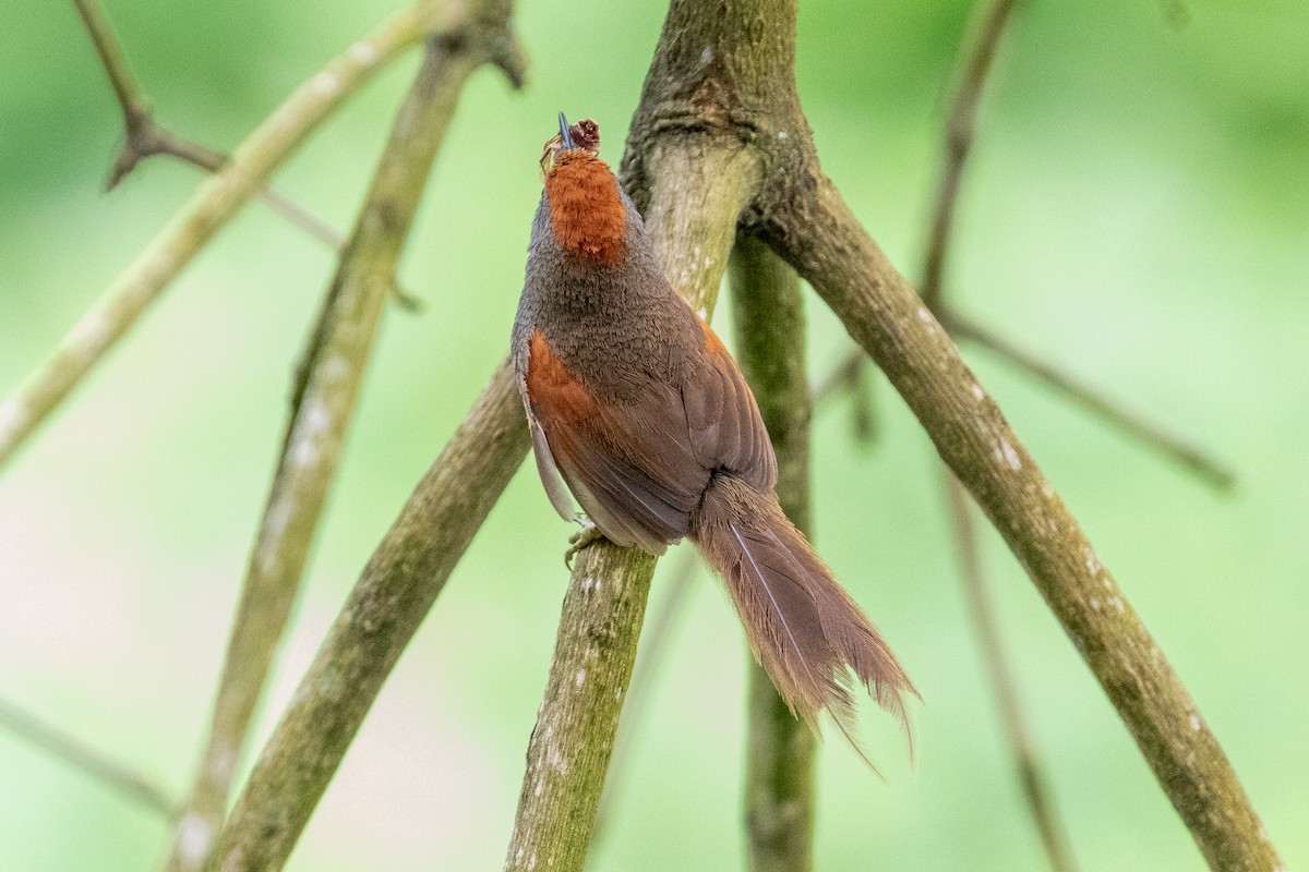 Spix Dikenkuyruğu - ML644519819