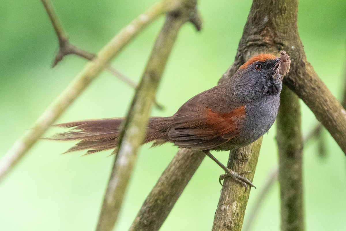 Spix Dikenkuyruğu - ML644519820