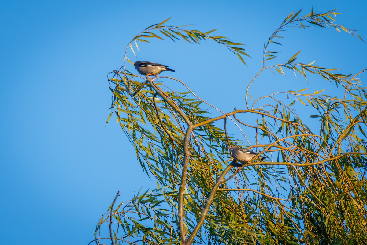 Шпак червонодзьобий - ML644519823