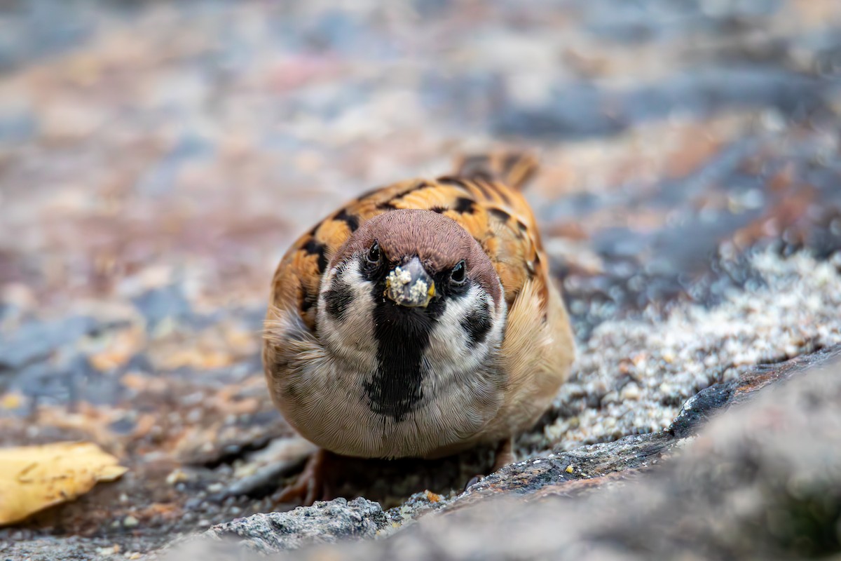 Eurasian Tree Sparrow - ML644519831
