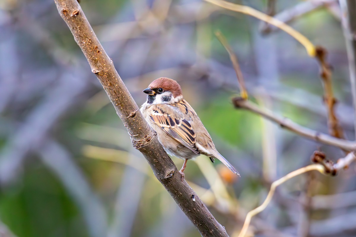 Eurasian Tree Sparrow - ML644519832