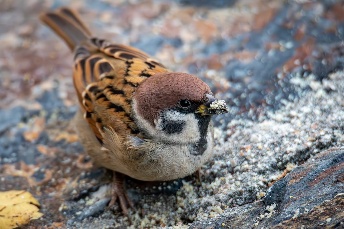 Eurasian Tree Sparrow - ML644519833