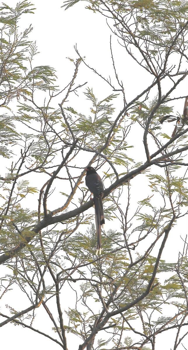 サンジャク - ML644519837