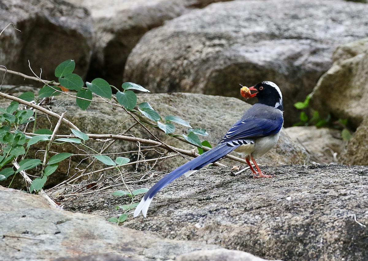 サンジャク - ML644519840