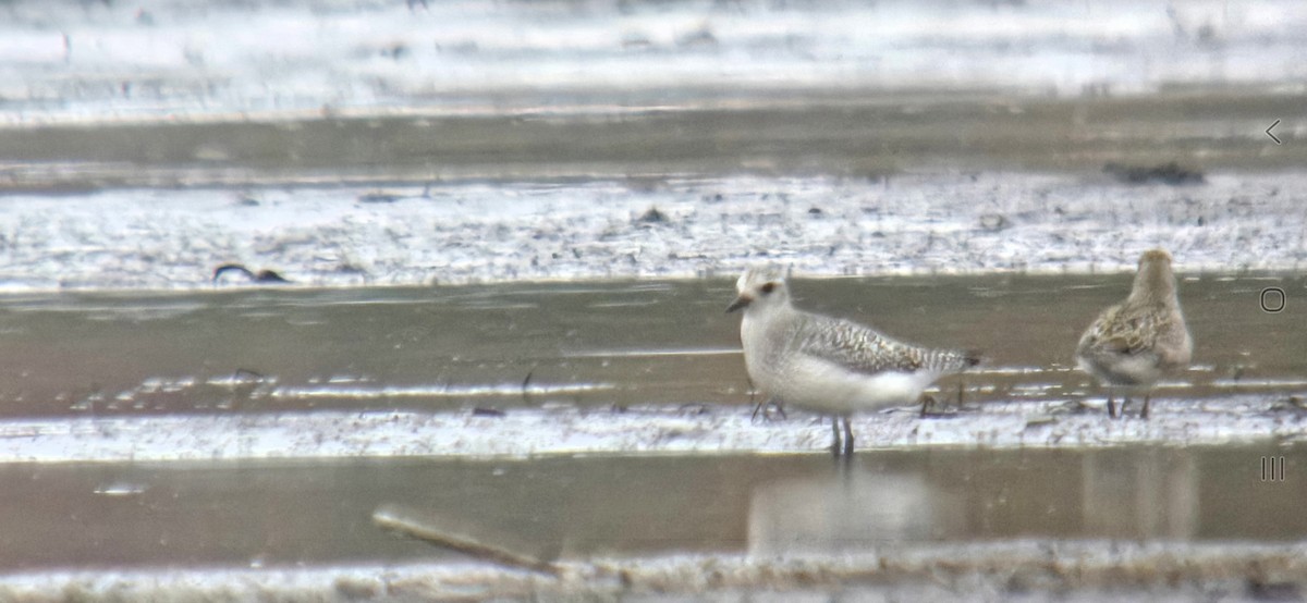 Сивка морська - ML644519846