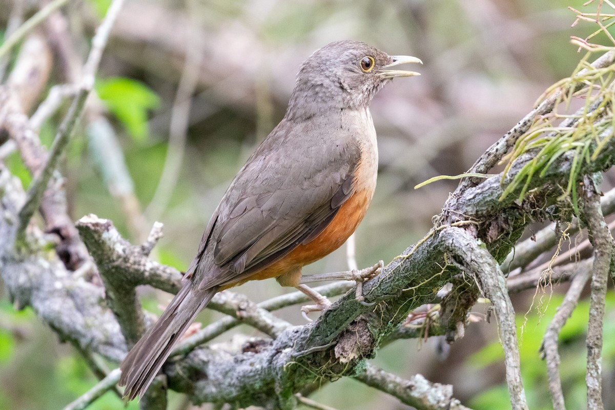 Rufous-bellied Thrush - ML644519850