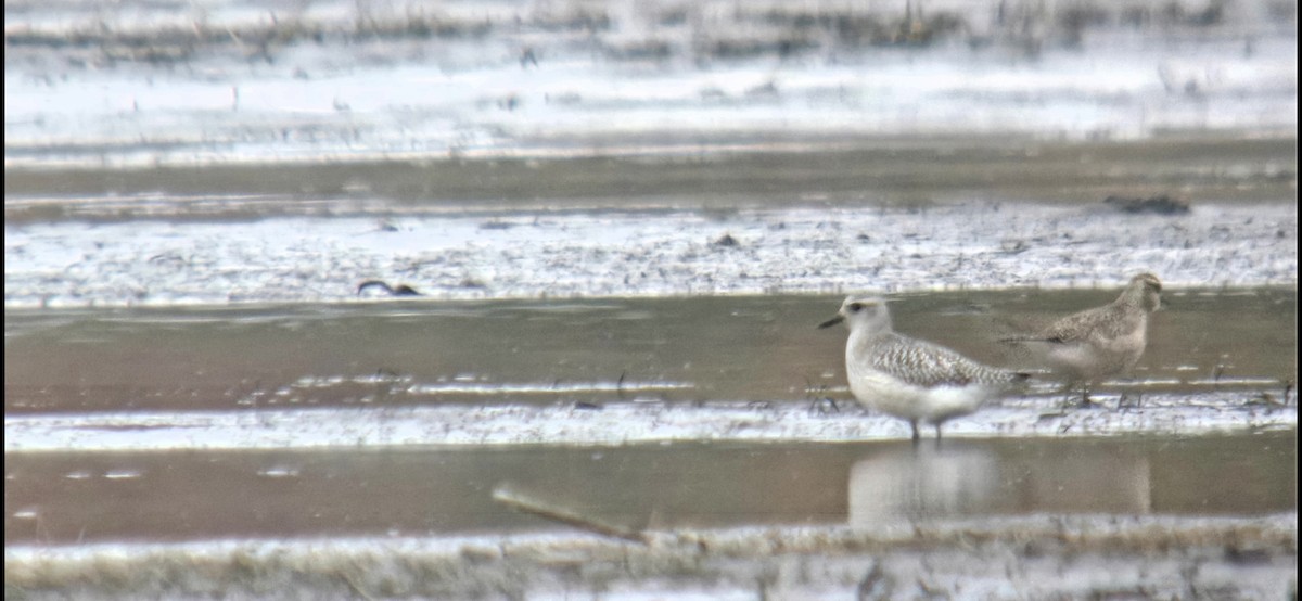 Сивка морська - ML644519853