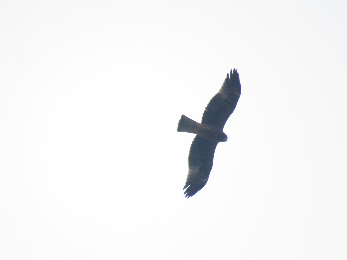 Booted Eagle - ML644519854