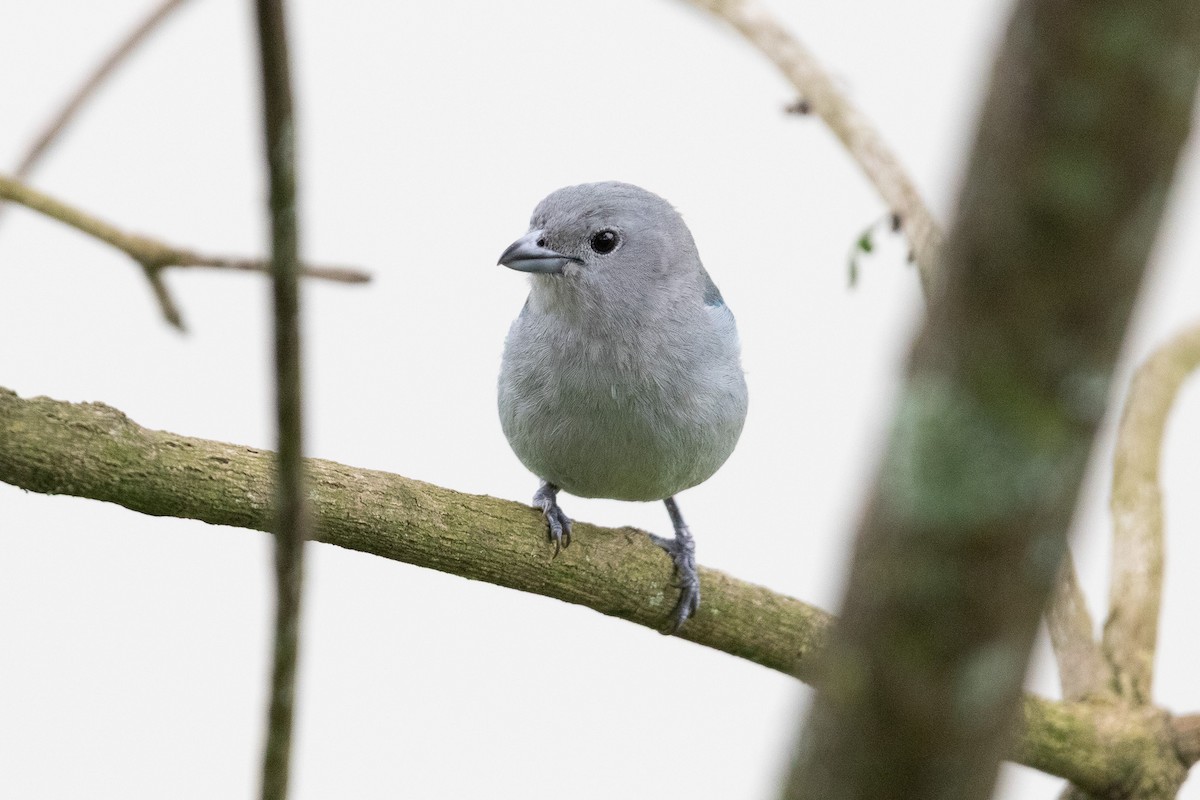 Sayaca Tanager - ML644519866