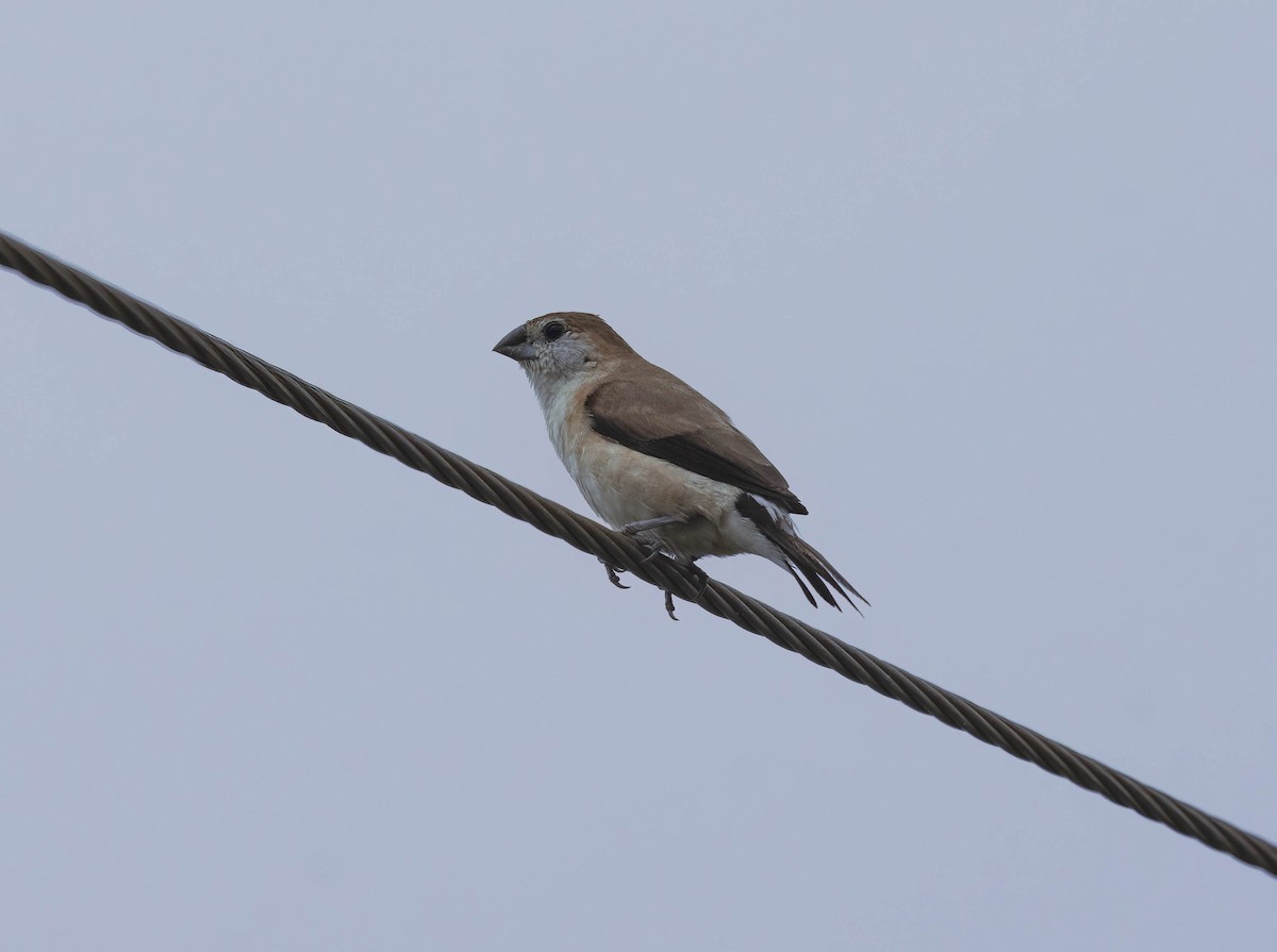 Indian Silverbill - ML644519868