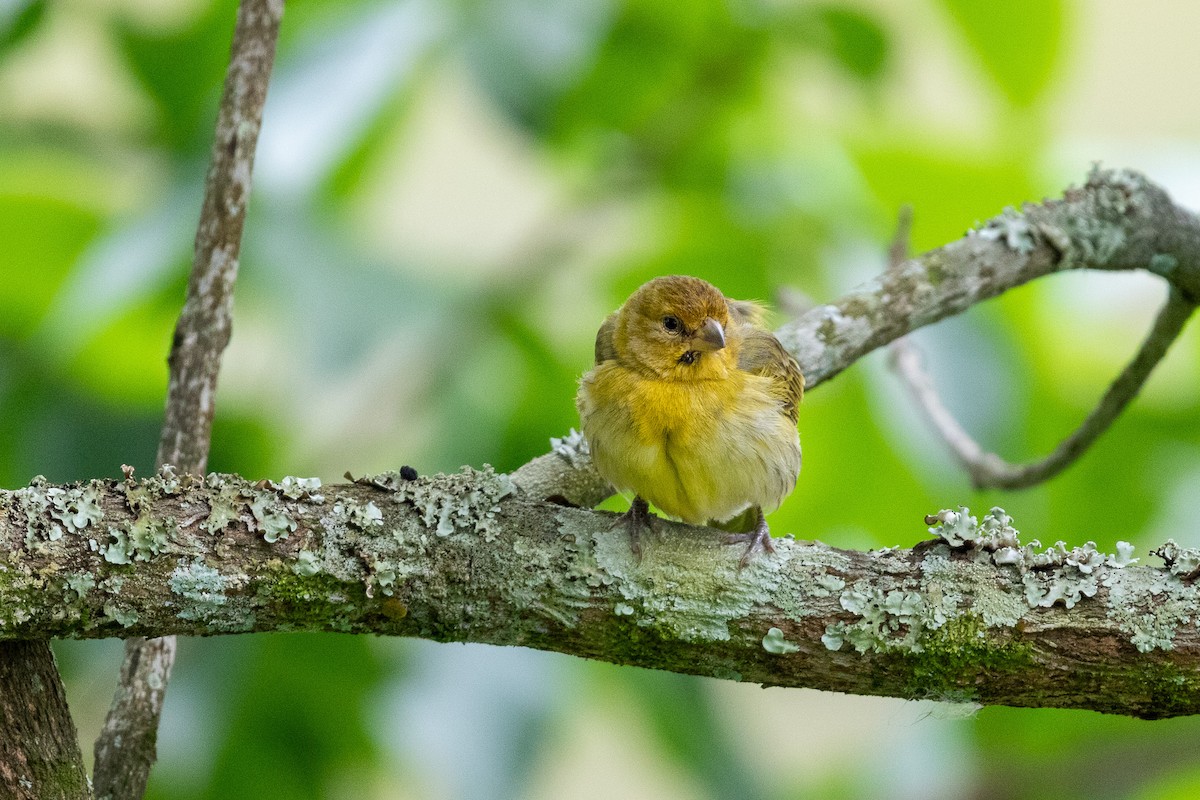 Saffron Finch - ML644519873