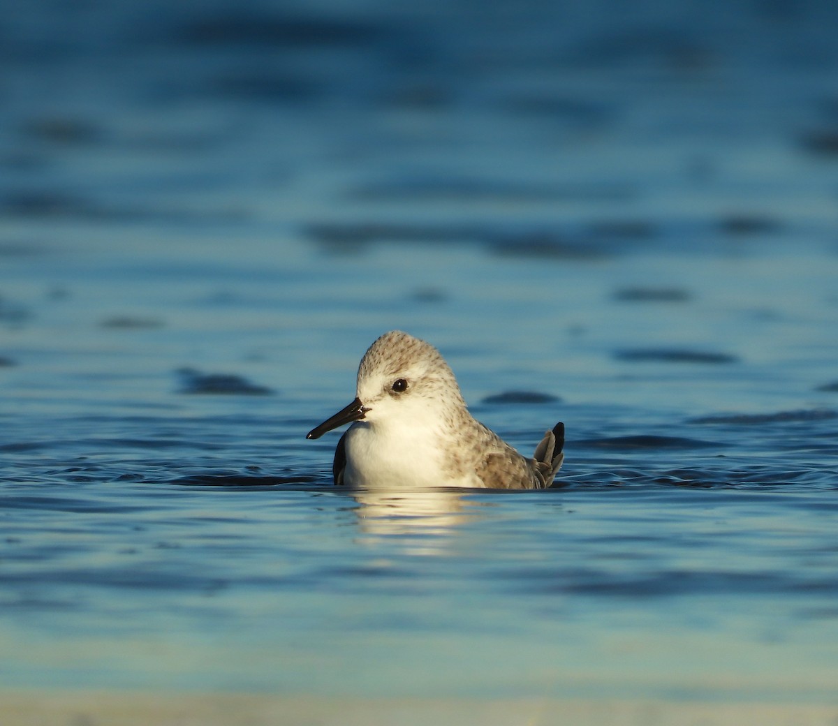 Bécasseau sanderling - ML644519874