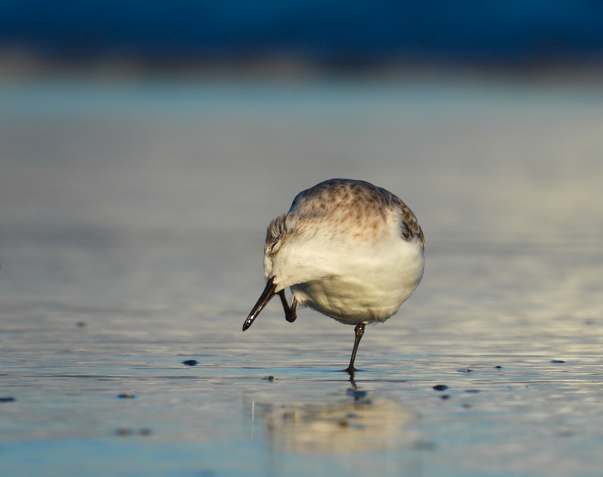 Bécasseau sanderling - ML644519875