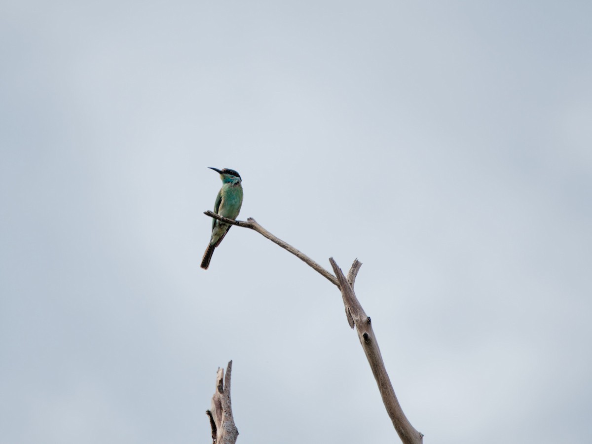 Blue-throated Bee-eater - ML644519876