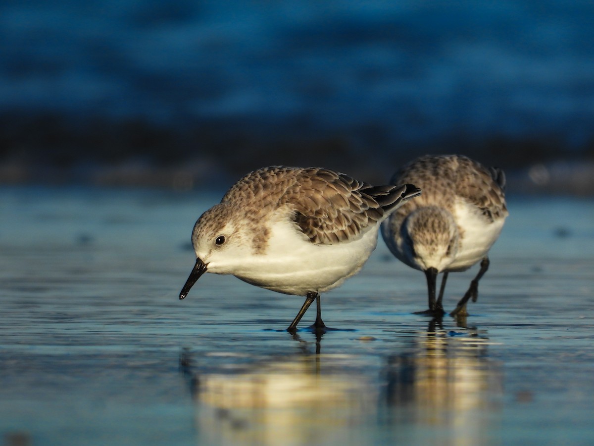 Bécasseau sanderling - ML644519877
