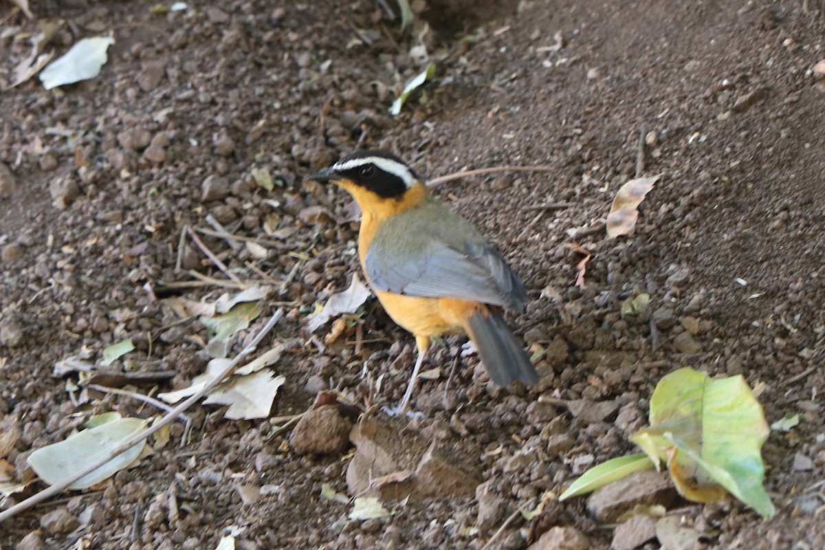 White-browed Robin-Chat - ML644519887