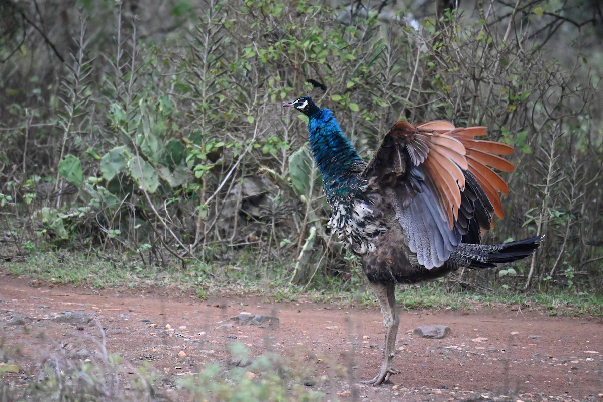 Indian Peafowl - ML644519888