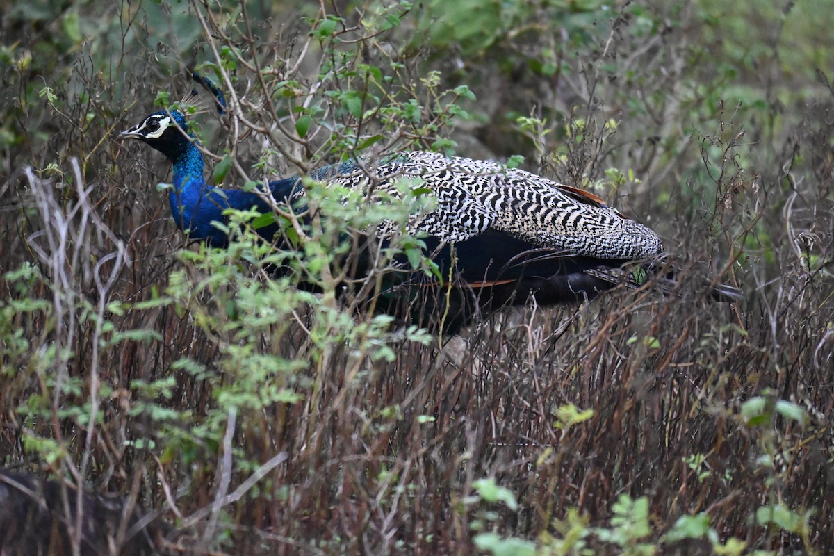 Indian Peafowl - ML644519889