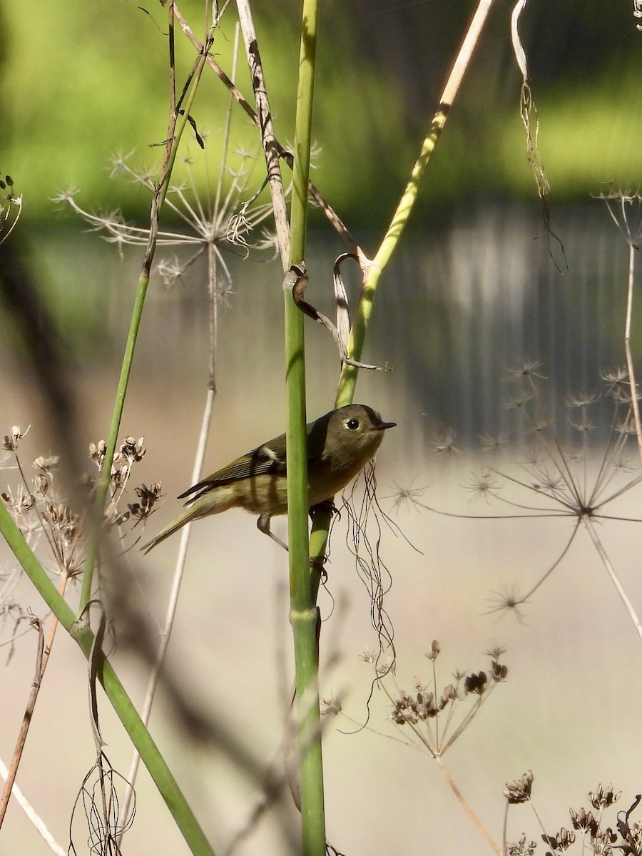 rubinfuglekonge - ML644519890