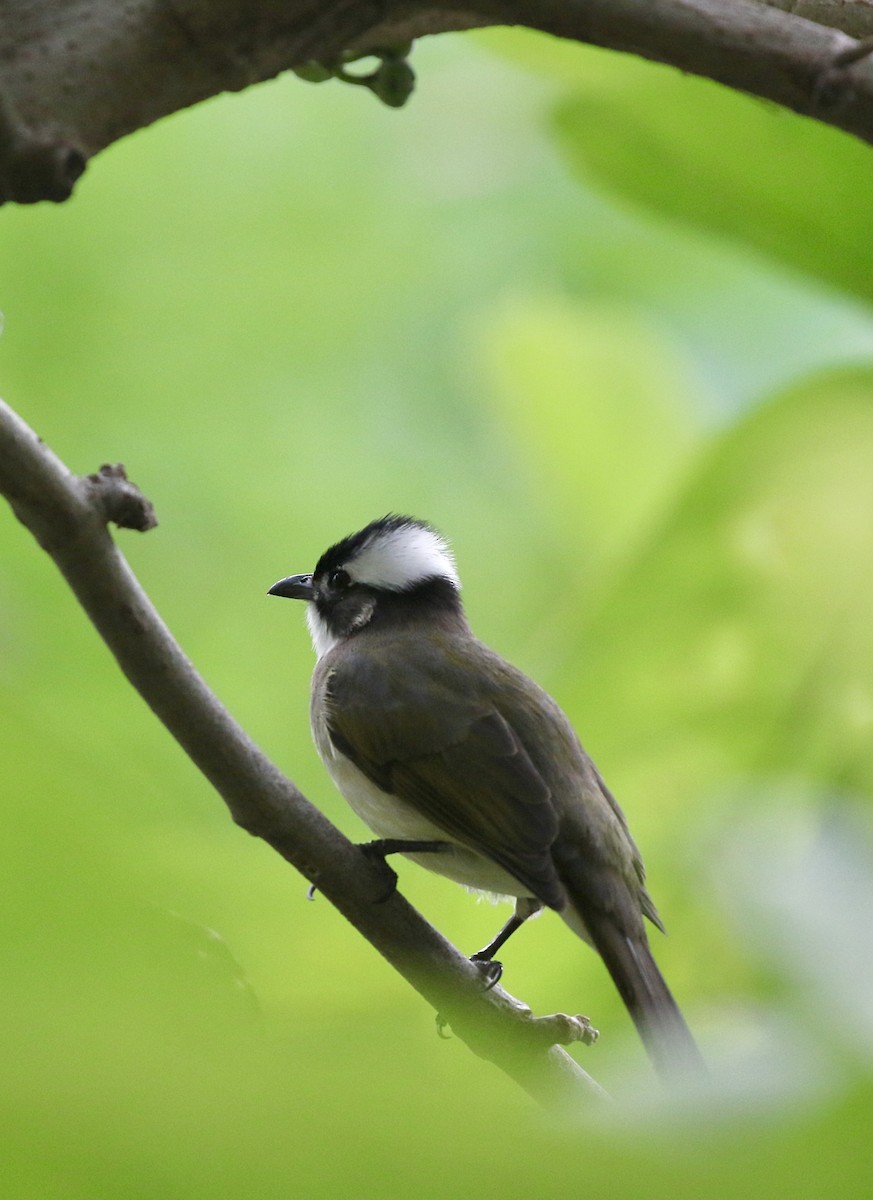 Chinabülbül - ML644519892