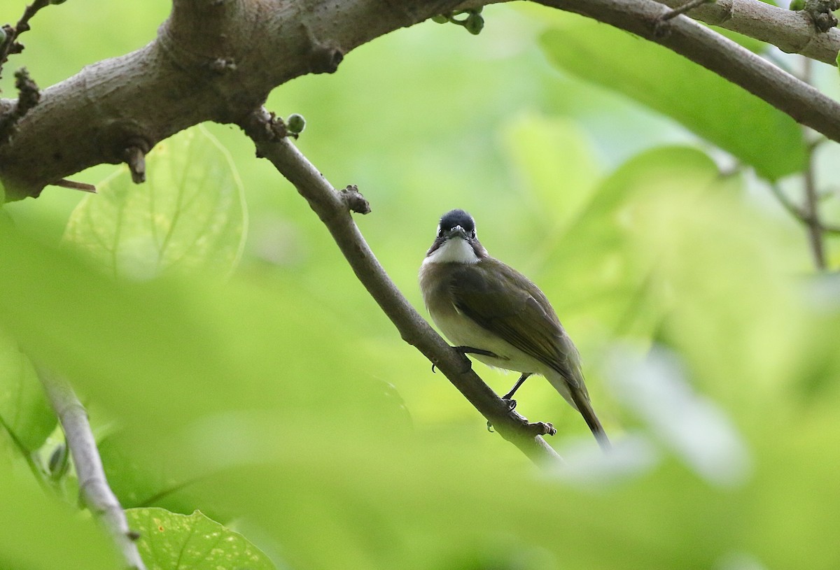 Chinabülbül - ML644519893