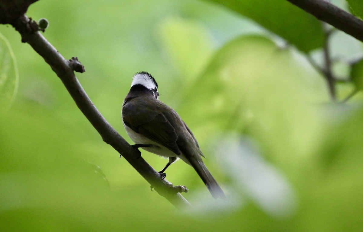 Chinabülbül - ML644519894