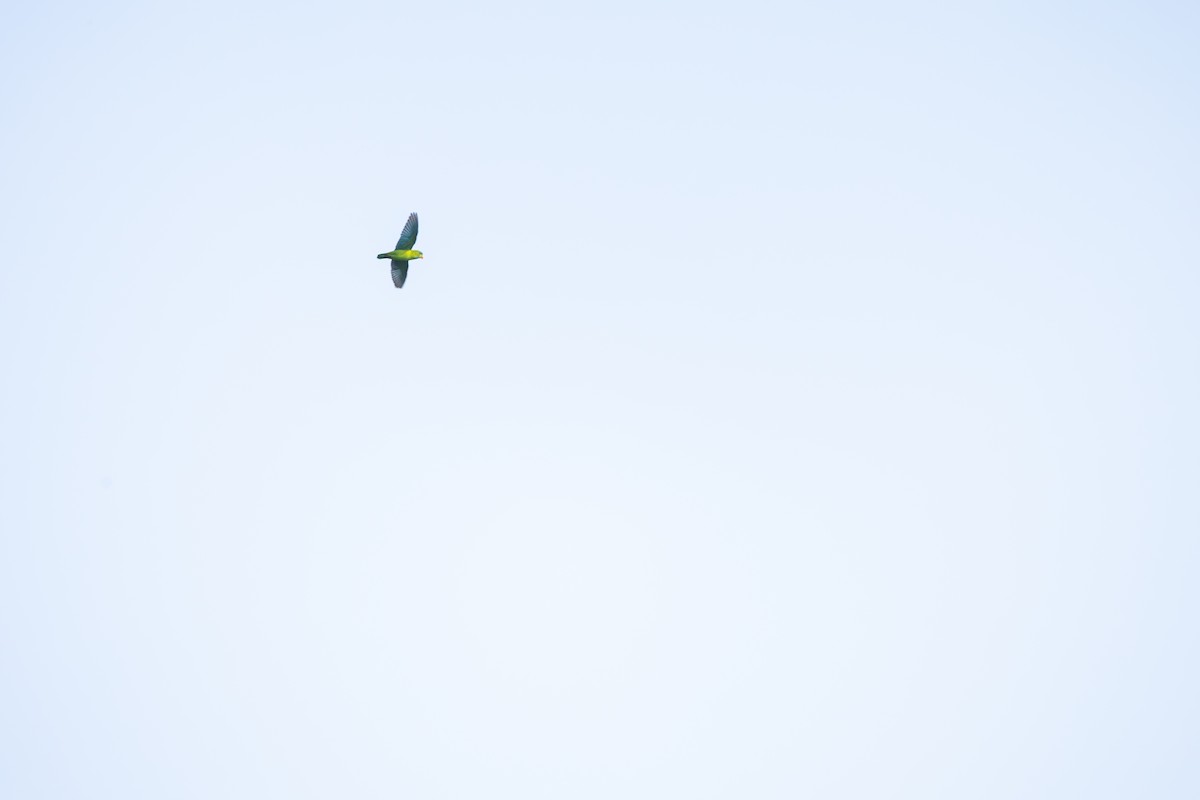 Vernal Hanging-Parrot - ML644519896