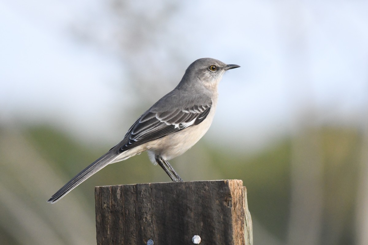 Gartenspottdrossel - ML644519897