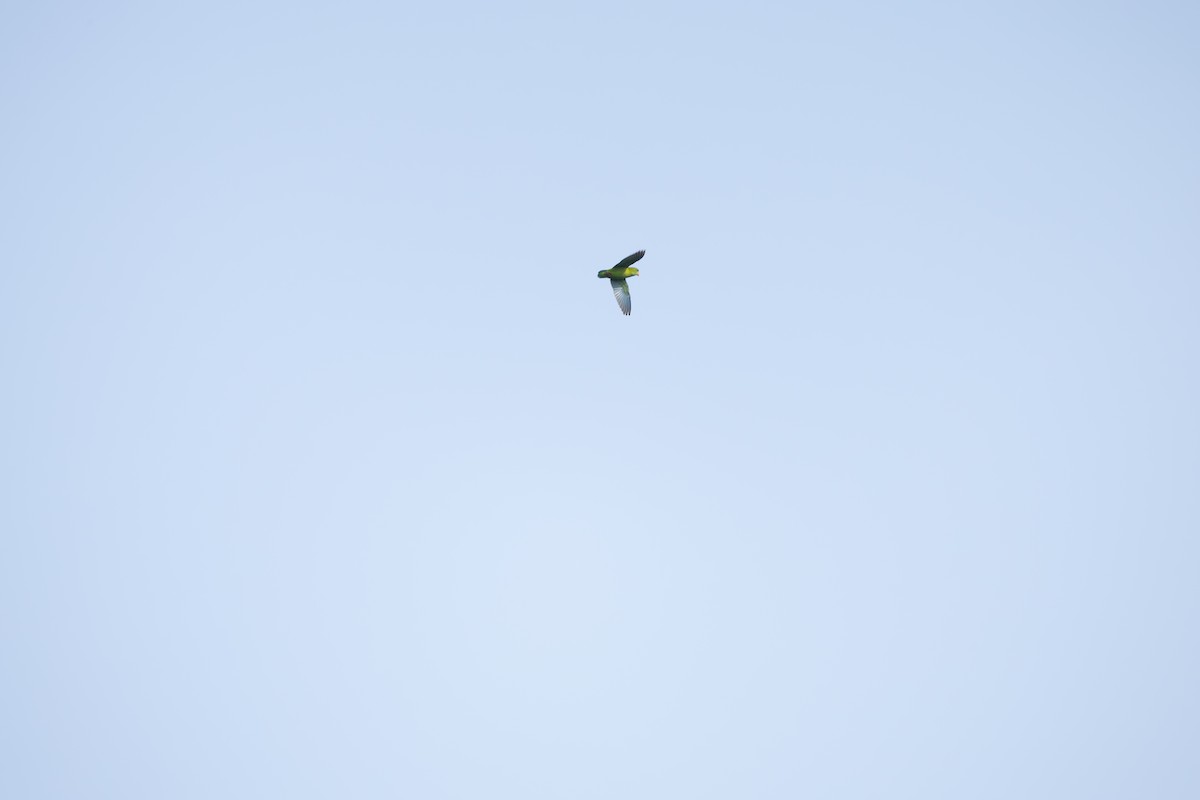 Vernal Hanging-Parrot - ML644519899