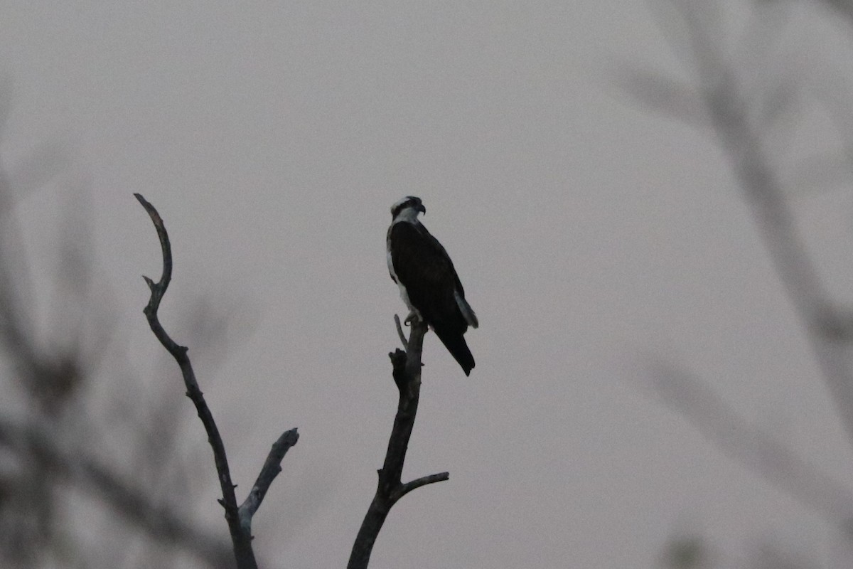 Osprey - ML644519902