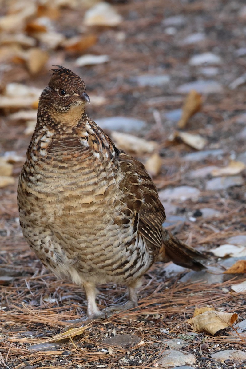 jeřábek kanadský - ML644519905