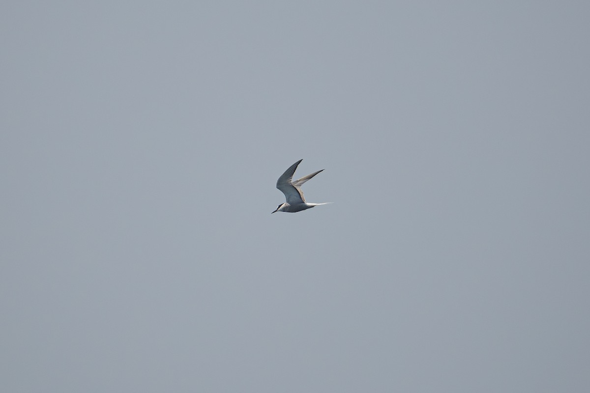 Aleutian Tern - ML644519907