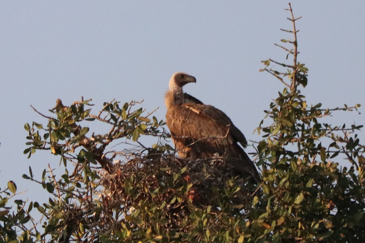 White-backed Vulture - ML644519908