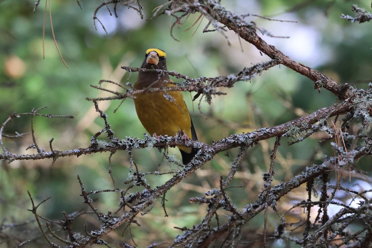 Evening Grosbeak - ML644519909