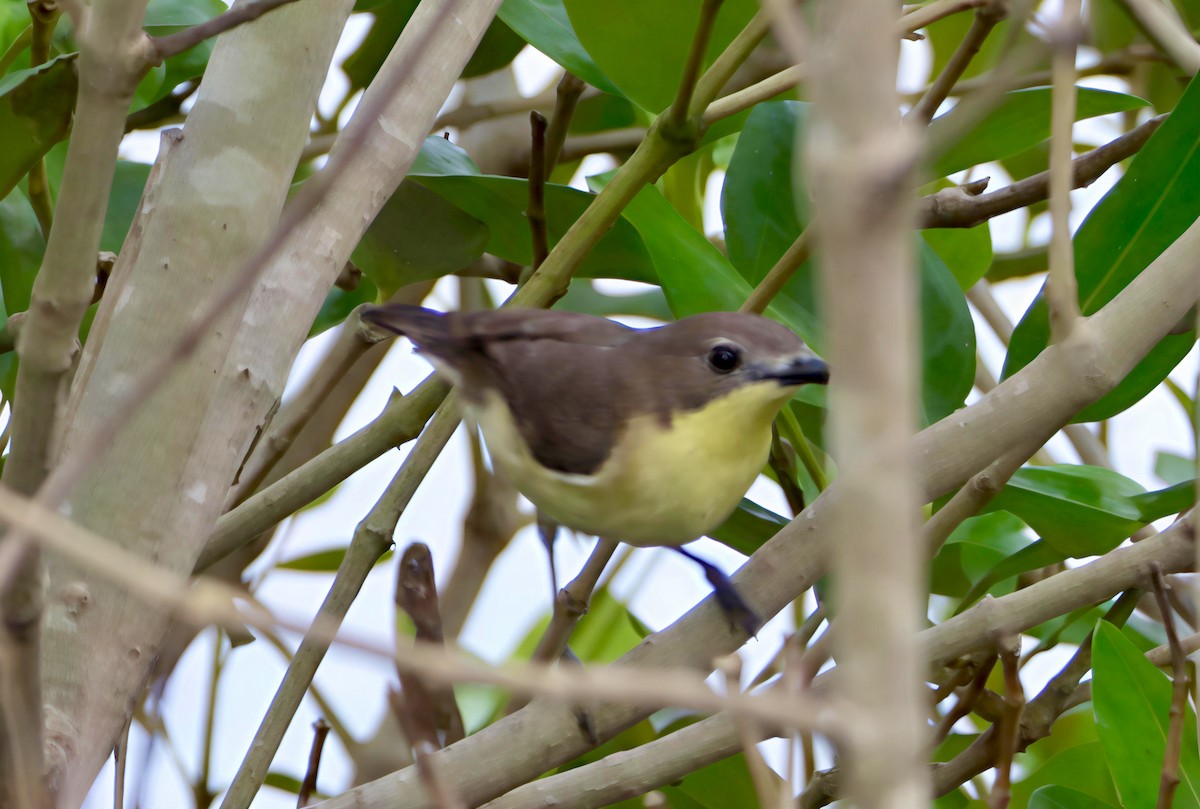 Gérygone soufrée - ML644519910