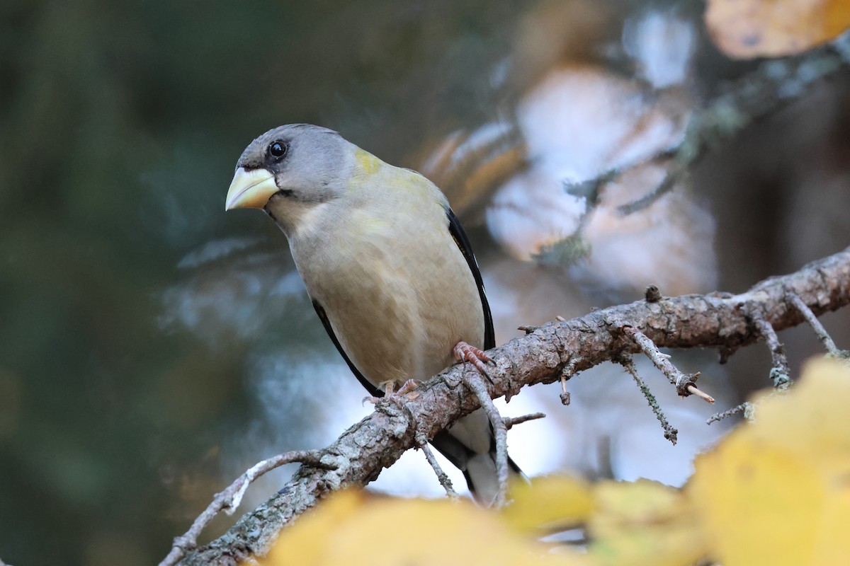 Evening Grosbeak - ML644519912